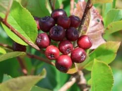 Apfelbeere 'Brilliant' -Günstiges Erd Seele Geschäft apfelbeere brilliant m008034 w 6