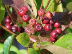 Apfelbeere 'Brilliant' -Günstiges Erd Seele Geschäft apfelbeere brilliant m008034 w 7