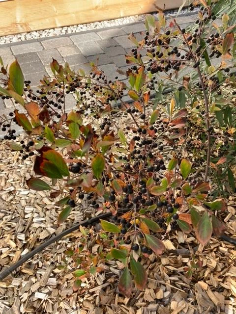 Apfelbeere 'Hugin' 15 Apfelbeere 'Hugin' – Bild 13