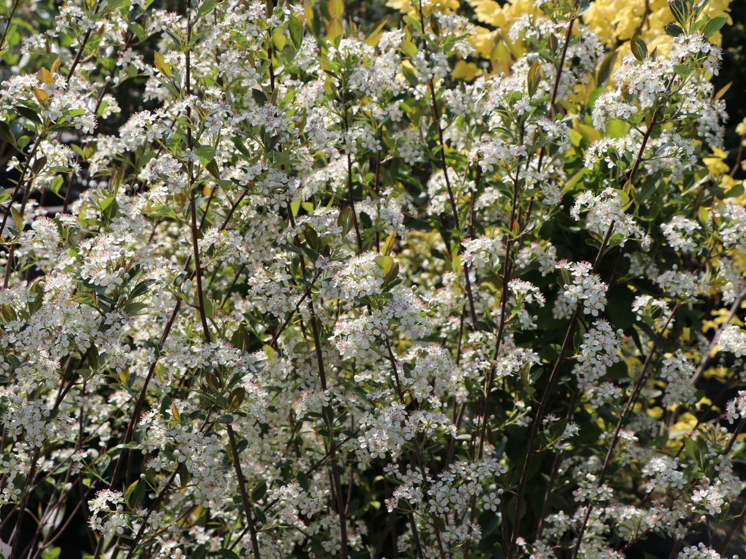 Apfelbeere 'Hugin' 14 Apfelbeere 'Hugin' – Bild 12