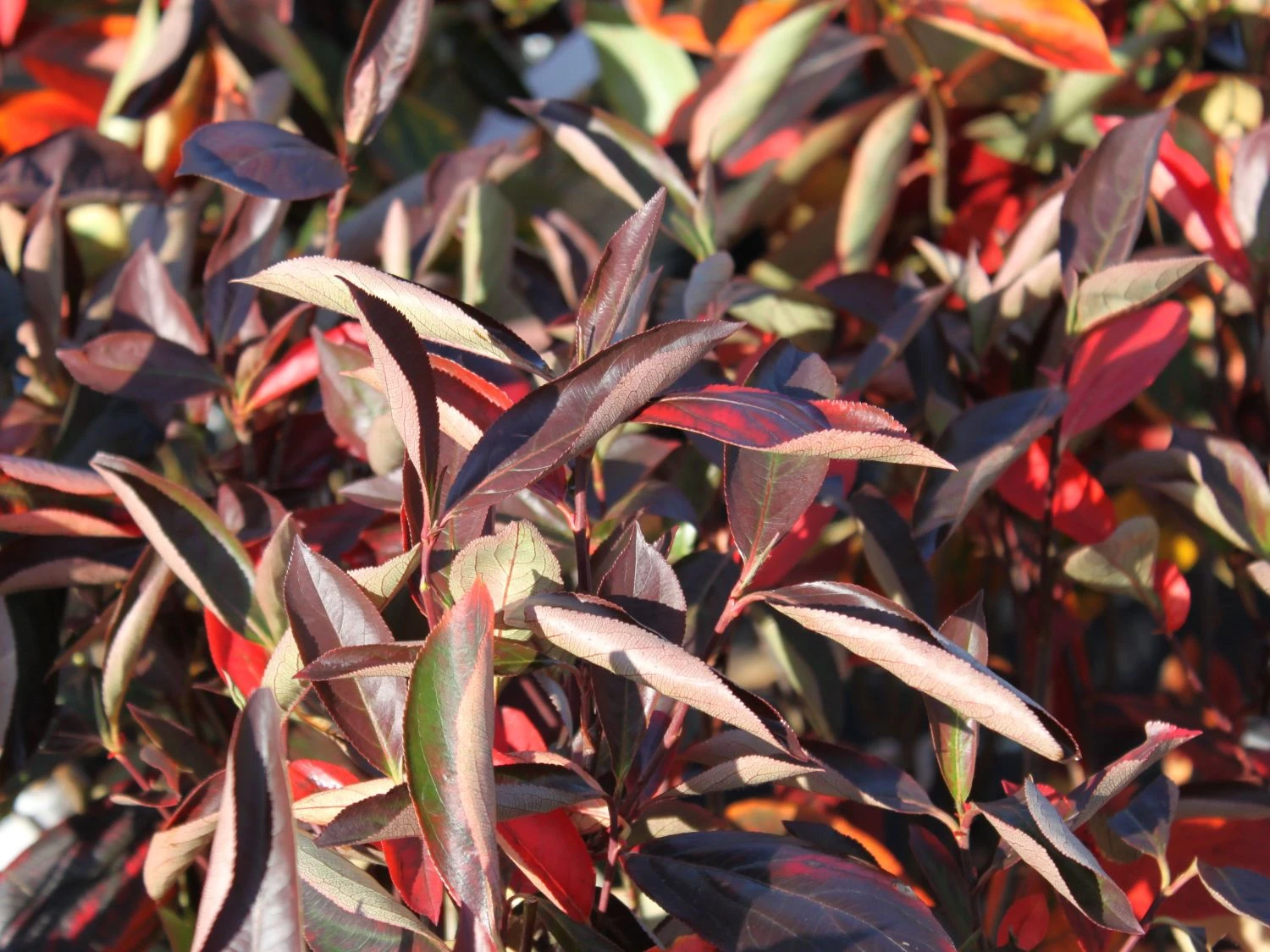 Apfelbeere 'Hugin' 4 Apfelbeere 'Hugin' – Bild 2