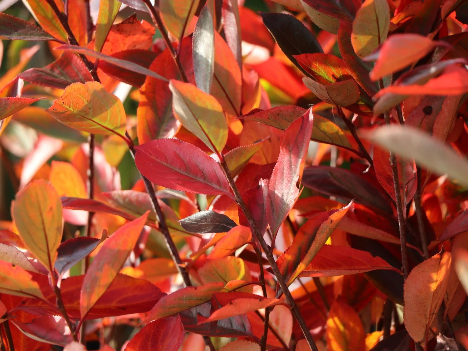 Apfelbeere 'Hugin' 7 Apfelbeere 'Hugin' – Bild 5