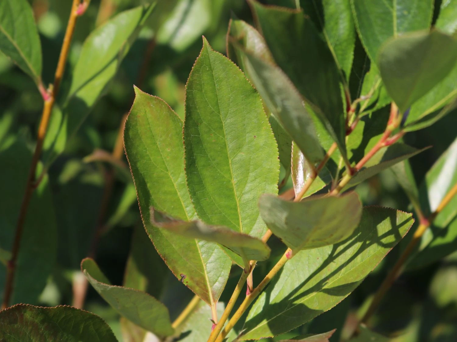 Apfelbeere 'Hugin' 12 Apfelbeere 'Hugin' – Bild 10