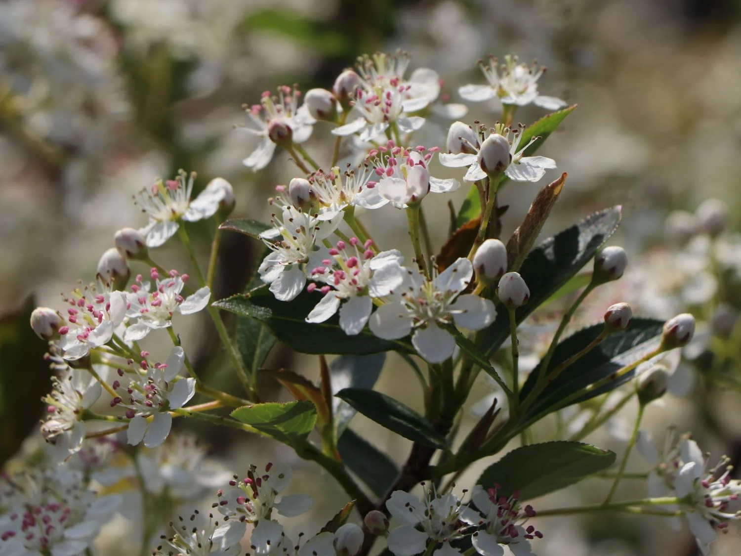 Apfelbeere 'Hugin' 6 Apfelbeere 'Hugin' – Bild 4