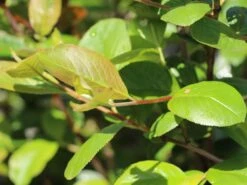 Apfelbeere 'Hugin' 25 Apfelbeere 'Hugin' -Günstiges Erd Seele Geschäft apfelbeere hugin m008245 w 4