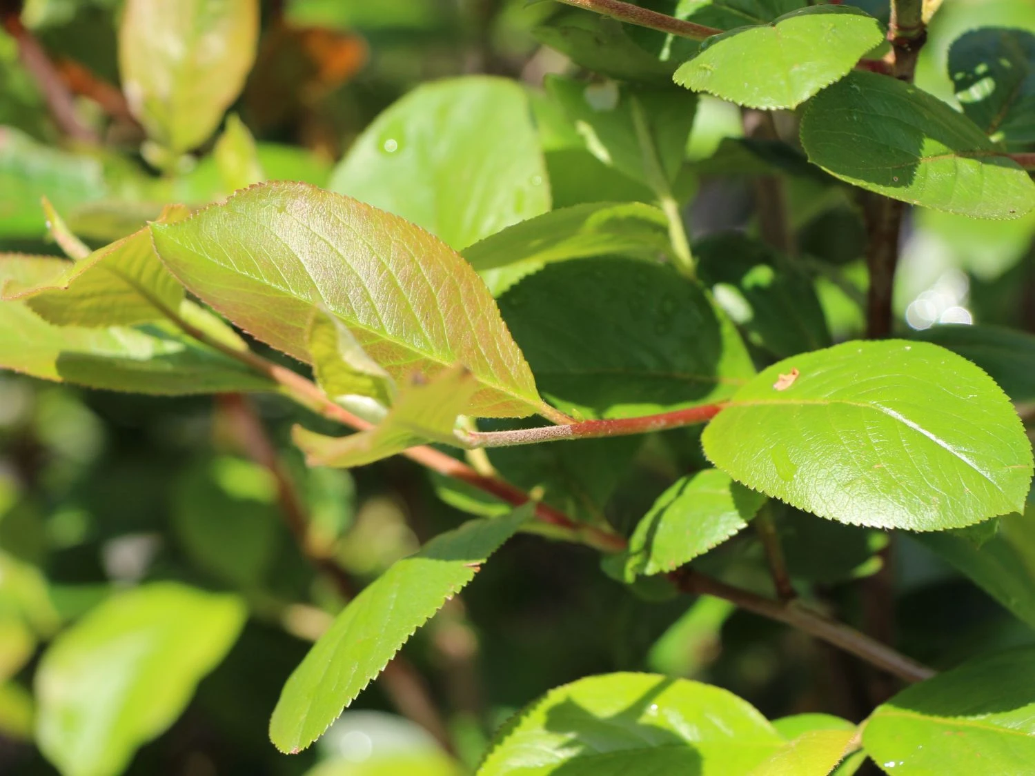 Apfelbeere 'Hugin' 13 Apfelbeere 'Hugin' – Bild 11