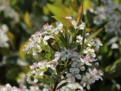 Apfelbeere 'Hugin' 17 Apfelbeere 'Hugin' -Günstiges Erd Seele Geschäft apfelbeere hugin m008245 w 5