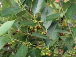 Apfelbeere 'Hugin' 21 Apfelbeere 'Hugin' -Günstiges Erd Seele Geschäft apfelbeere hugin m008245 w 6