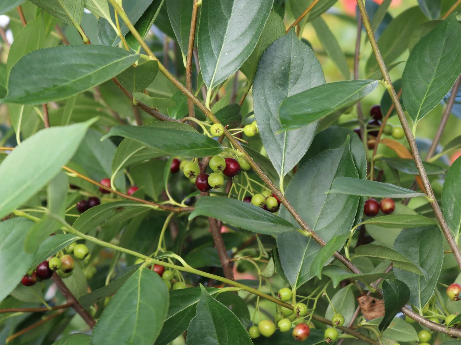 Apfelbeere 'Hugin' 9 Apfelbeere 'Hugin' – Bild 7