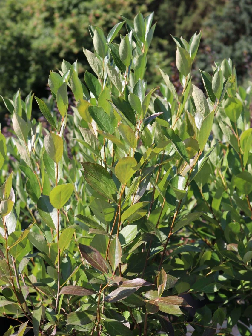 Apfelbeere 'Hugin' 11 Apfelbeere 'Hugin' – Bild 9