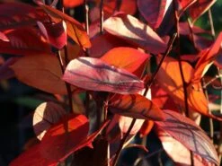 Apfelbeere 'Hugin' 20 Apfelbeere 'Hugin' -Günstiges Erd Seele Geschäft apfelbeere hugin m008245 w 8