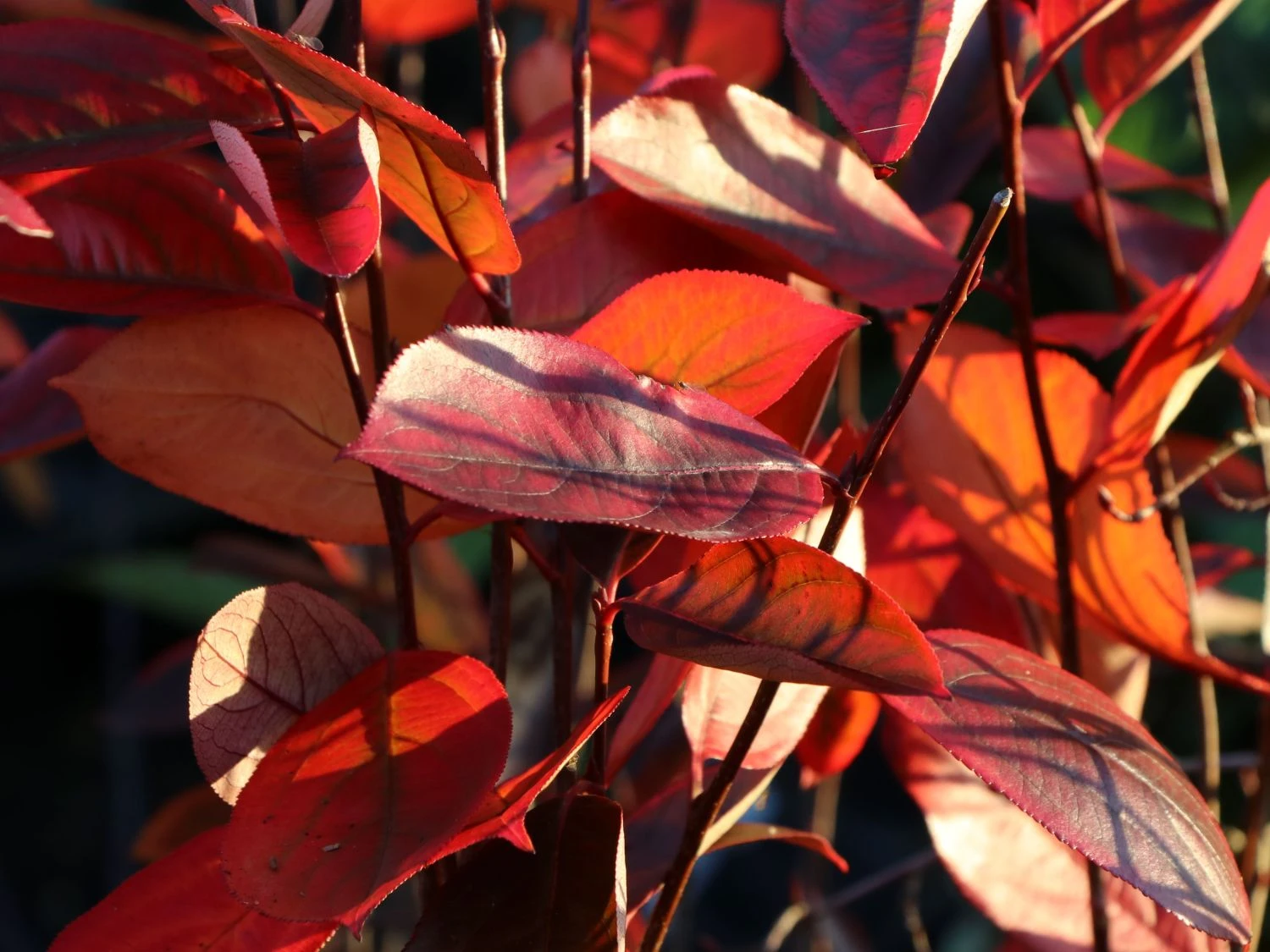 Apfelbeere 'Hugin' 8 Apfelbeere 'Hugin' – Bild 6