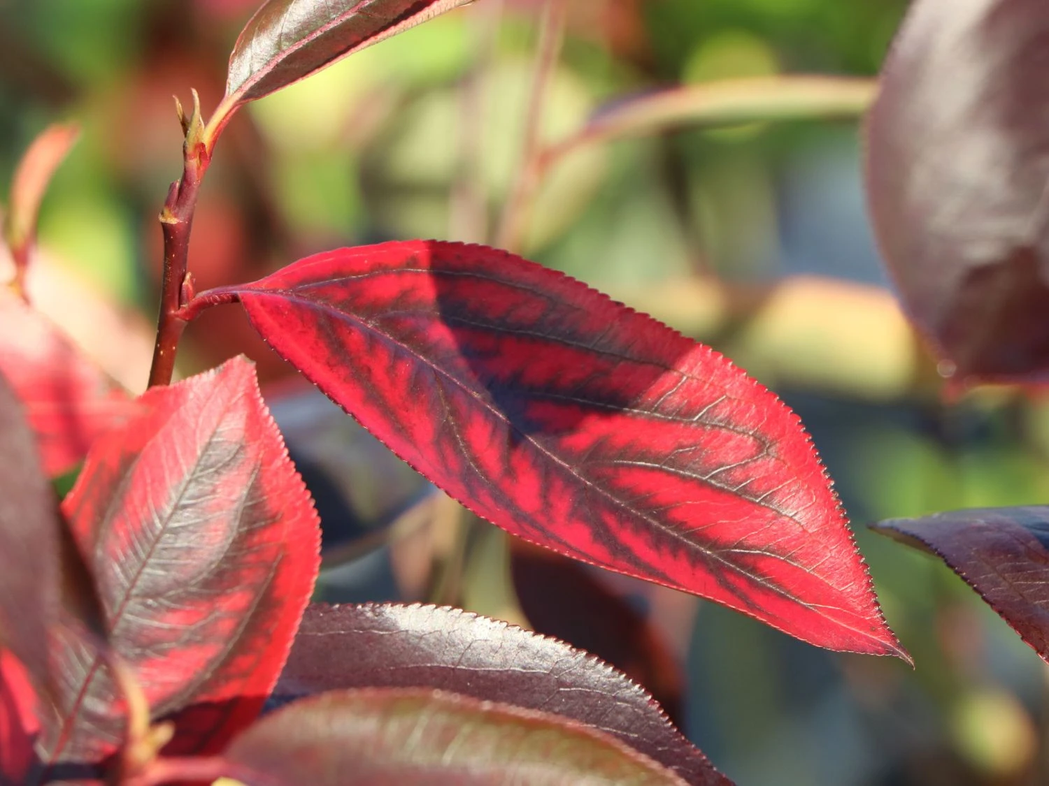 Apfelbeere 'Hugin' 10 Apfelbeere 'Hugin' – Bild 8