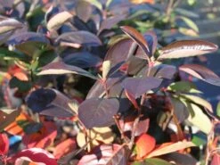 Apfelbeere 'Nero' 23 Apfelbeere 'Nero' -Günstiges Erd Seele Geschäft apfelbeere nero m002526 w 0