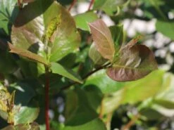 Apfelbeere 'Nero' 32 Apfelbeere 'Nero' -Günstiges Erd Seele Geschäft apfelbeere nero m002526 w 1