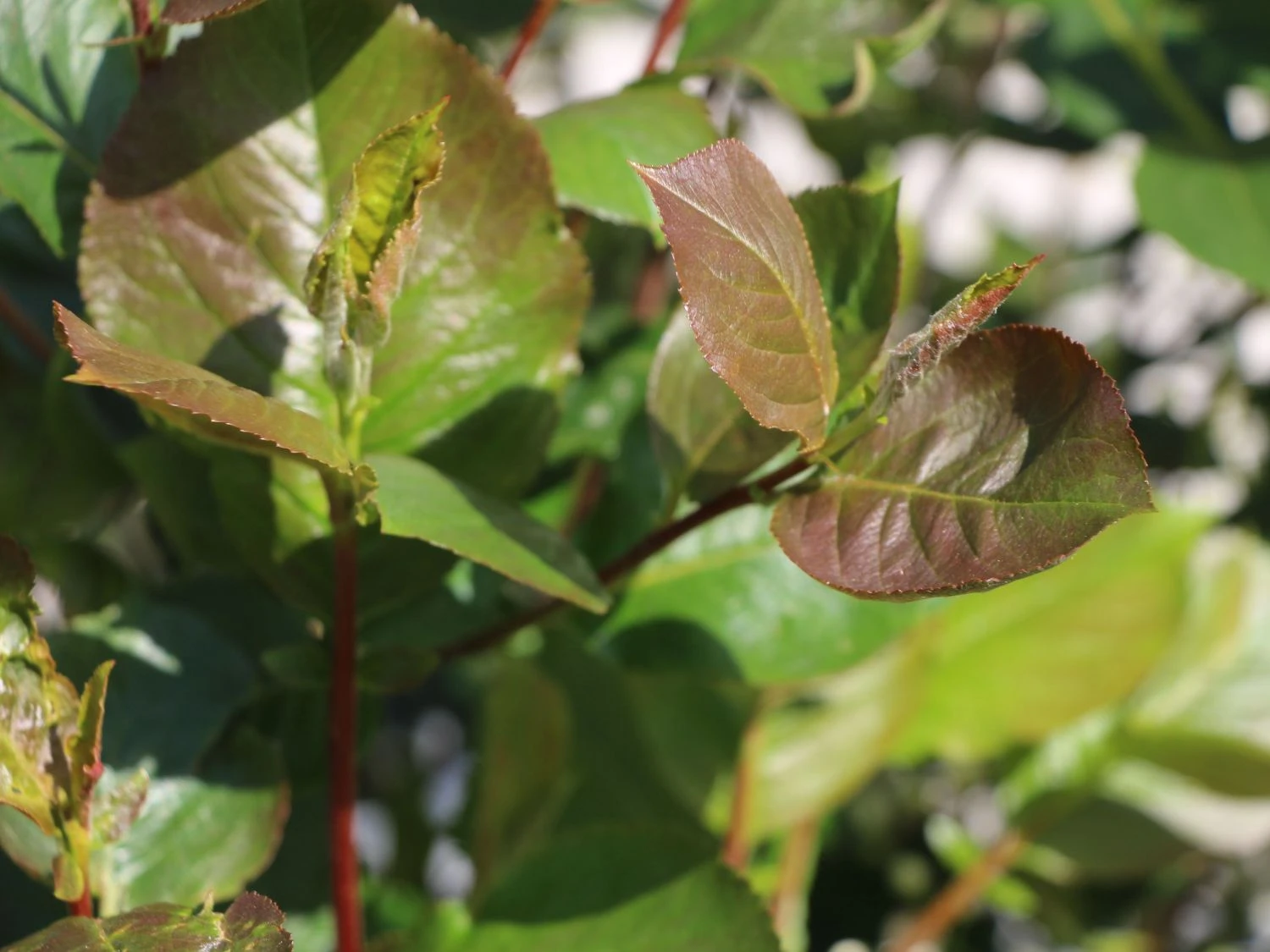 Apfelbeere 'Nero' 15 Apfelbeere 'Nero' – Bild 13