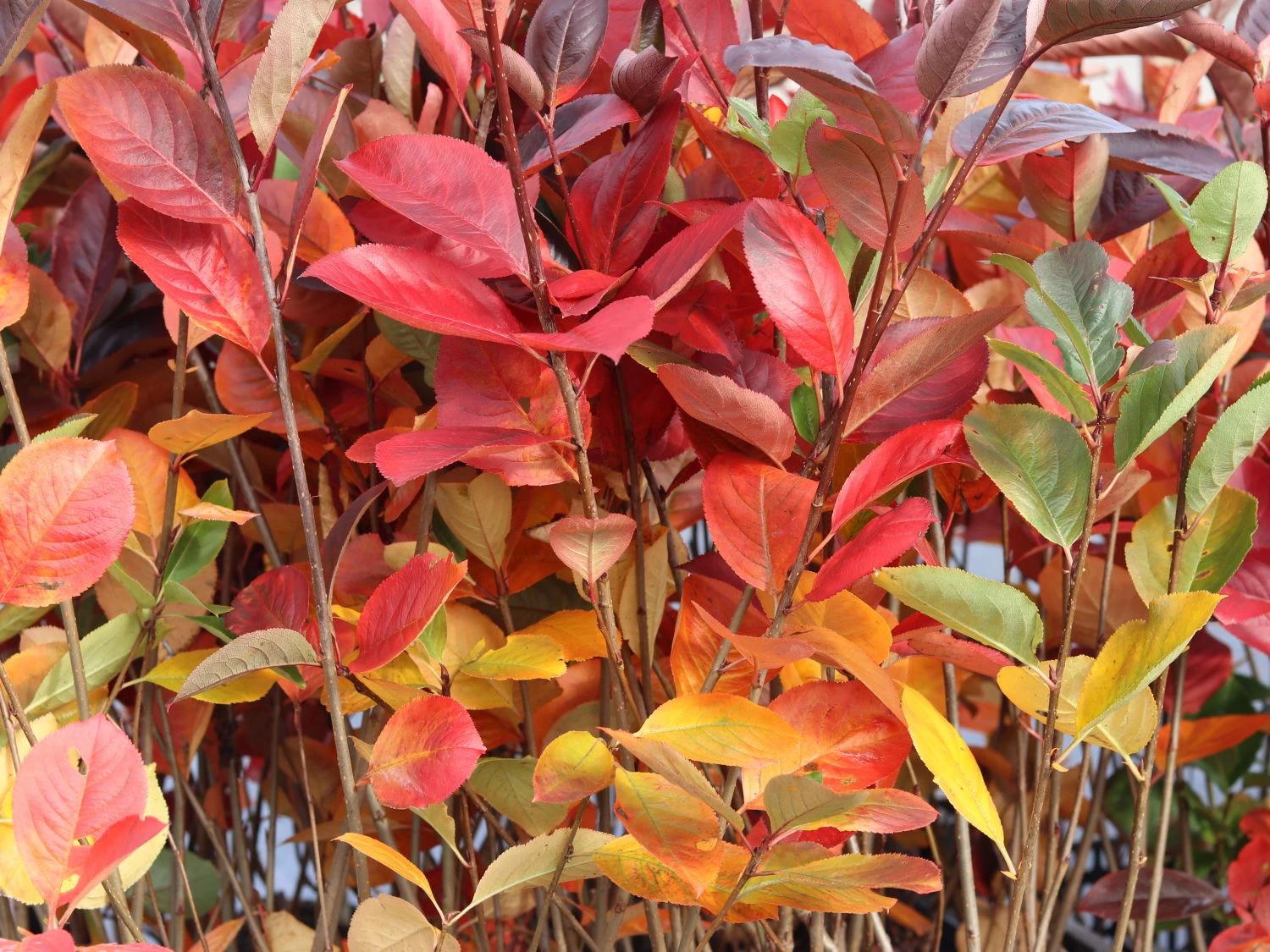 Apfelbeere 'Nero' 7 Apfelbeere 'Nero' – Bild 5