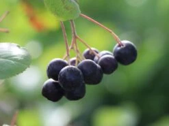 Apfelbeere 'Nero' 33 Apfelbeere 'Nero' -Günstiges Erd Seele Geschäft apfelbeere nero m002526 w 4