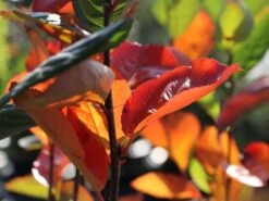 Apfelbeere 'Nero' 30 Apfelbeere 'Nero' -Günstiges Erd Seele Geschäft apfelbeere nero m002526 w 5