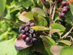 Apfelbeere 'Nero' 26 Apfelbeere 'Nero' -Günstiges Erd Seele Geschäft apfelbeere nero m002526 w 6