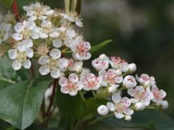 Apfelbeere 'Nero' 28 Apfelbeere 'Nero' -Günstiges Erd Seele Geschäft apfelbeere nero m002526 w 7