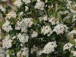 Apfelbeere 'Nero' 27 Apfelbeere 'Nero' -Günstiges Erd Seele Geschäft apfelbeere nero m002526 w 8