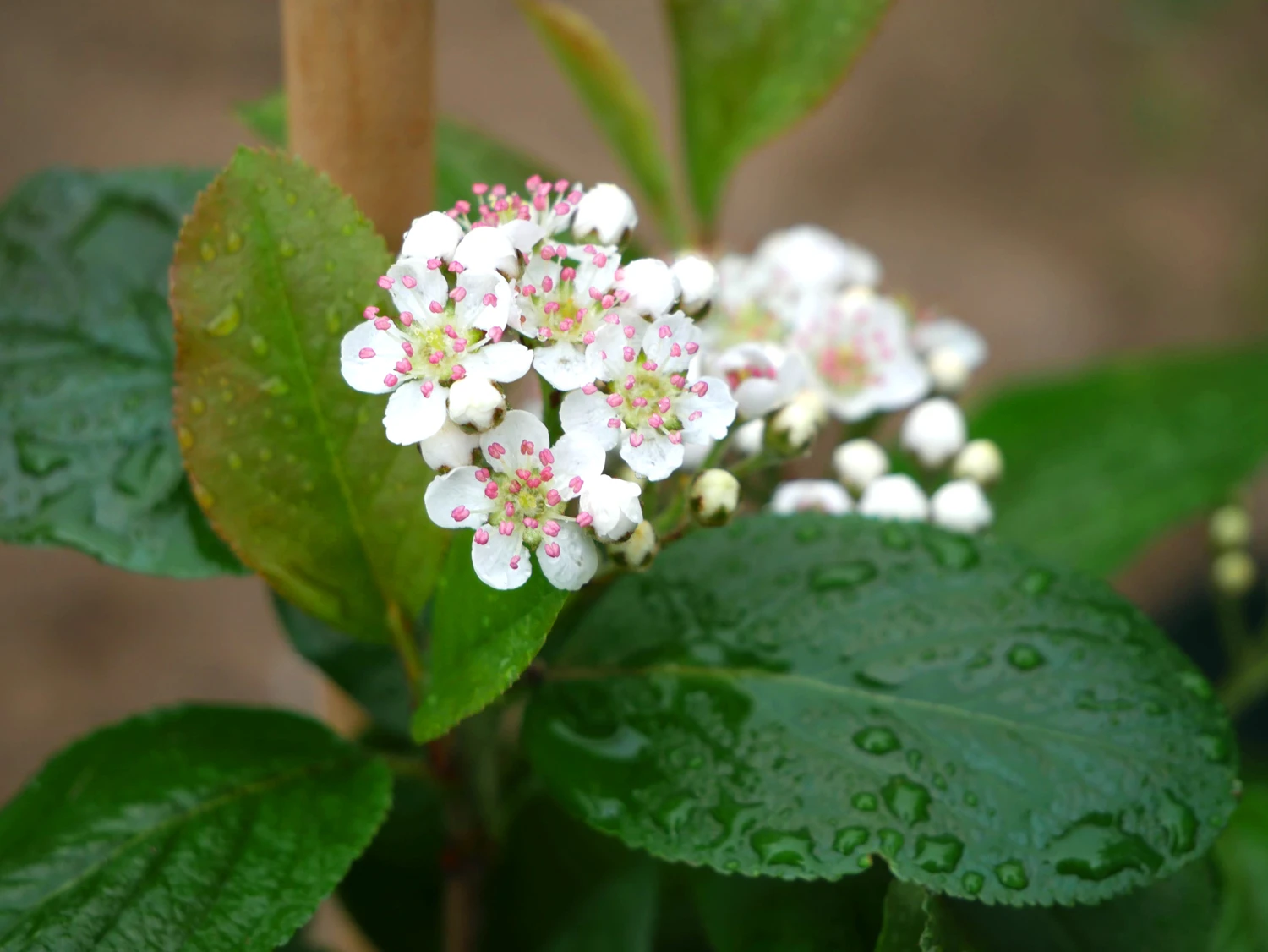 Apfelbeere 'Viking' 14 Apfelbeere 'Viking' – Bild 12