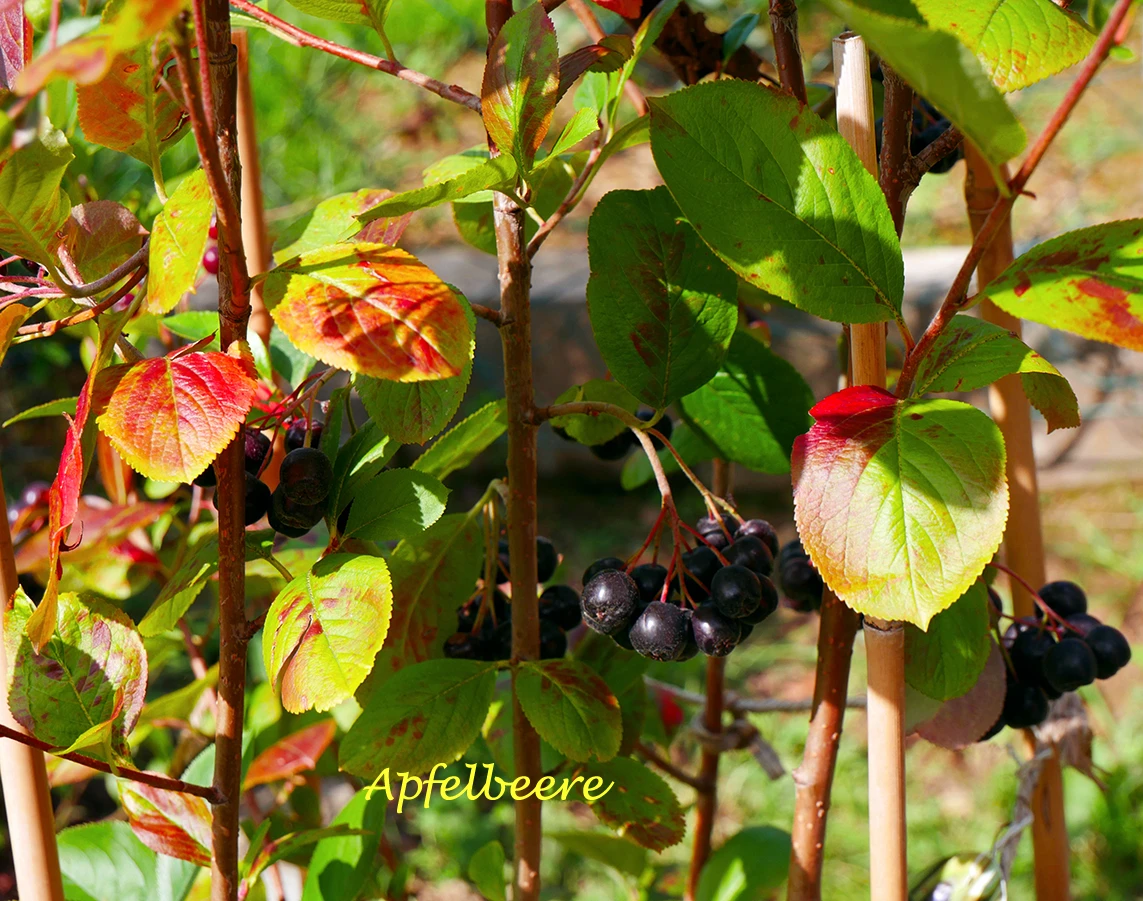 Apfelbeere 'Viking' 13 Apfelbeere 'Viking' – Bild 11