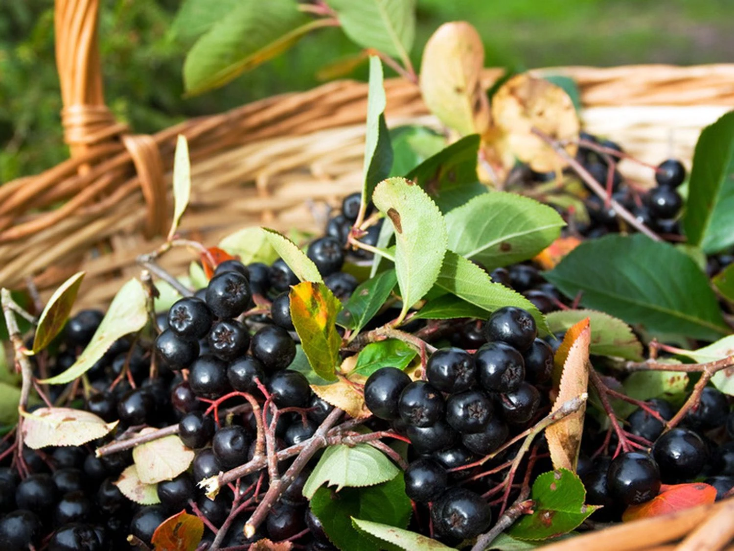 Apfelbeere 'Viking' 3 Apfelbeere 'Viking'