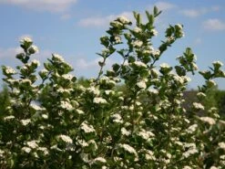 Apfelbeere 'Viking' 18 Apfelbeere 'Viking' -Günstiges Erd Seele Geschäft apfelbeere viking m008043 w 0