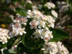 Apfelbeere 'Viking' 19 Apfelbeere 'Viking' -Günstiges Erd Seele Geschäft apfelbeere viking m008043 w 1