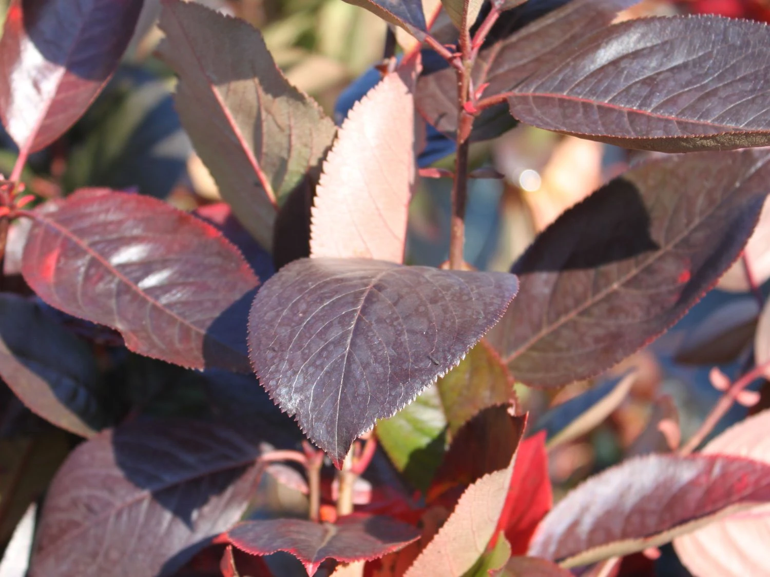 Apfelbeere 'Viking' 10 Apfelbeere 'Viking' – Bild 8