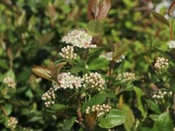 Apfelbeere 'Viking' 23 Apfelbeere 'Viking' -Günstiges Erd Seele Geschäft apfelbeere viking m008043 w 4