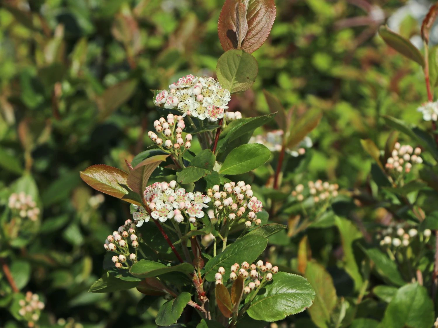 Apfelbeere 'Viking' 12 Apfelbeere 'Viking' – Bild 10