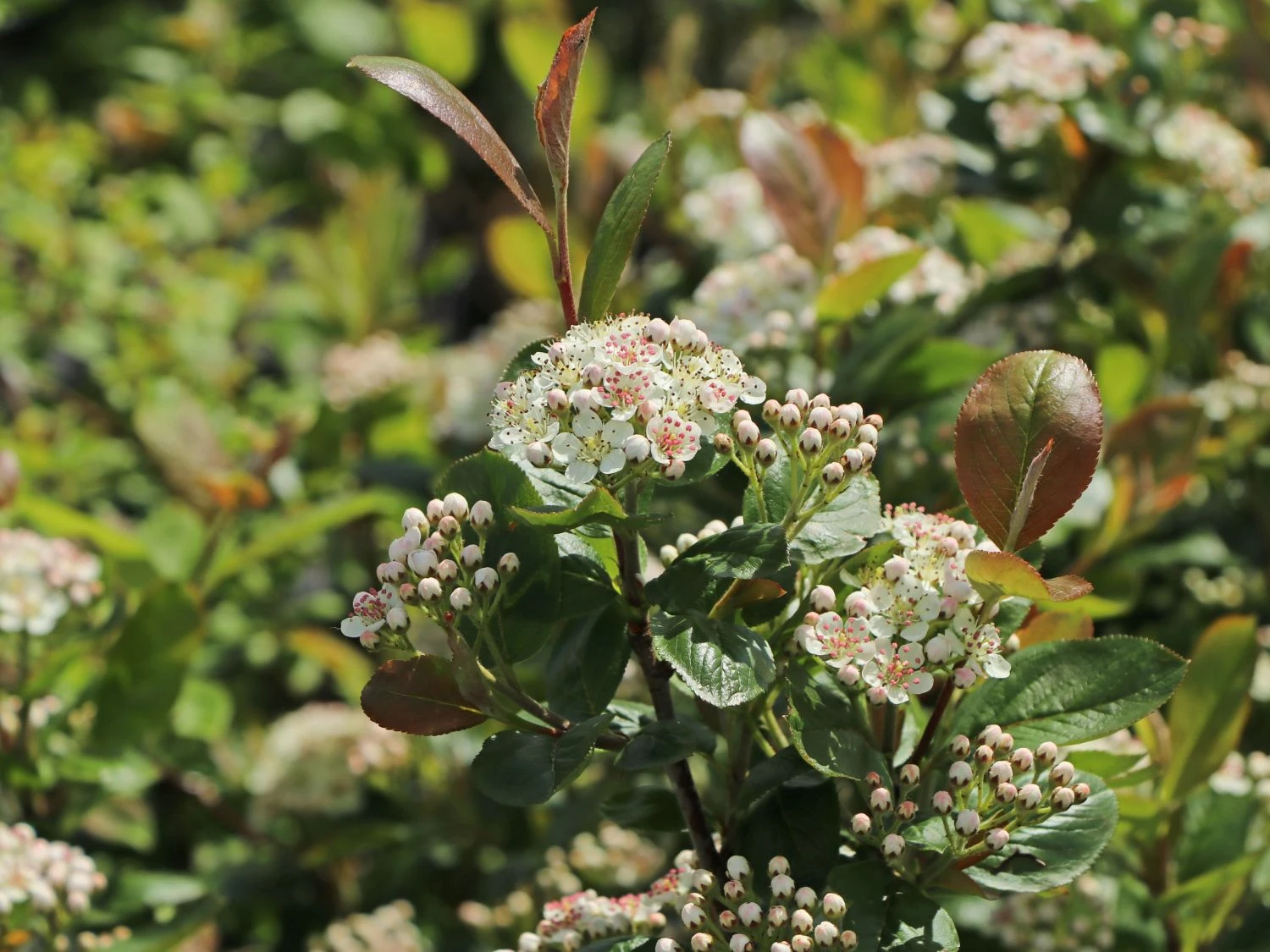 Apfelbeere 'Viking' 4 Apfelbeere 'Viking' – Bild 2