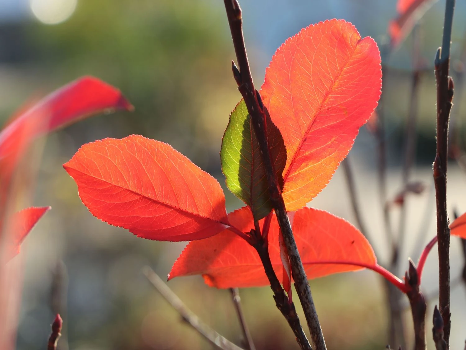 Apfelbeere 'Viking' 6 Apfelbeere 'Viking' – Bild 4