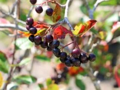 Apfelbeere 'Viking' 16 Apfelbeere 'Viking' -Günstiges Erd Seele Geschäft apfelbeere viking m008043 w 8