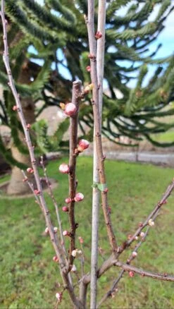 Aprikose 'Bergeron' -Günstiges Erd Seele Geschäft aprikose bergeron m063086 1476928 0