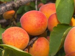 Aprikose 'Bergeron'