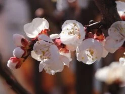 Aprikose 'Goldrich' -Günstiges Erd Seele Geschäft aprikose goldrich m043383 w 2