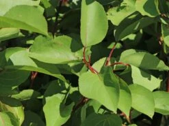 Aprikose 'Goldrich' -Günstiges Erd Seele Geschäft aprikose goldrich m043383 w 6