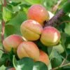 Aprikose 'Goldrich' 1 Aprikose 'Goldrich' -Günstiges Erd Seele Geschäft aprikose goldrich neu m043383 h 0