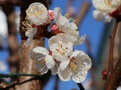 Aprikose 'Hargrand' -Günstiges Erd Seele Geschäft aprikose hargrand m063091 w 0