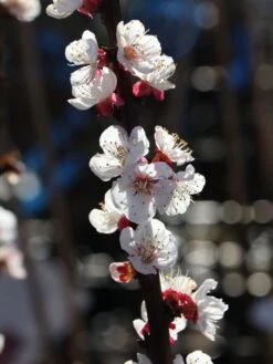 Aprikose 'Hargrand' -Günstiges Erd Seele Geschäft aprikose hargrand m063091 w 2