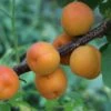 Aprikose 'Kioto' -Günstiges Erd Seele Geschäft aprikose kioto m054317 h 0