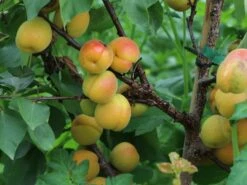 Aprikose 'Kioto' -Günstiges Erd Seele Geschäft aprikose kioto m054317 w 0 1