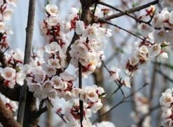 Aprikose 'Kioto' -Günstiges Erd Seele Geschäft aprikose kioto m054317 w 1 1