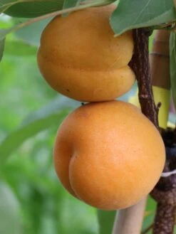 Aprikose 'Kioto' -Günstiges Erd Seele Geschäft aprikose kioto m054317 w 1