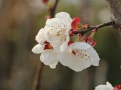 Aprikose 'Kioto' -Günstiges Erd Seele Geschäft aprikose kioto m054317 w 2 1