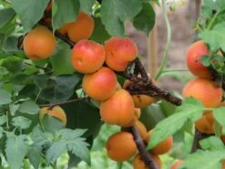 Aprikose 'Kioto' -Günstiges Erd Seele Geschäft aprikose kioto m054317 w 2